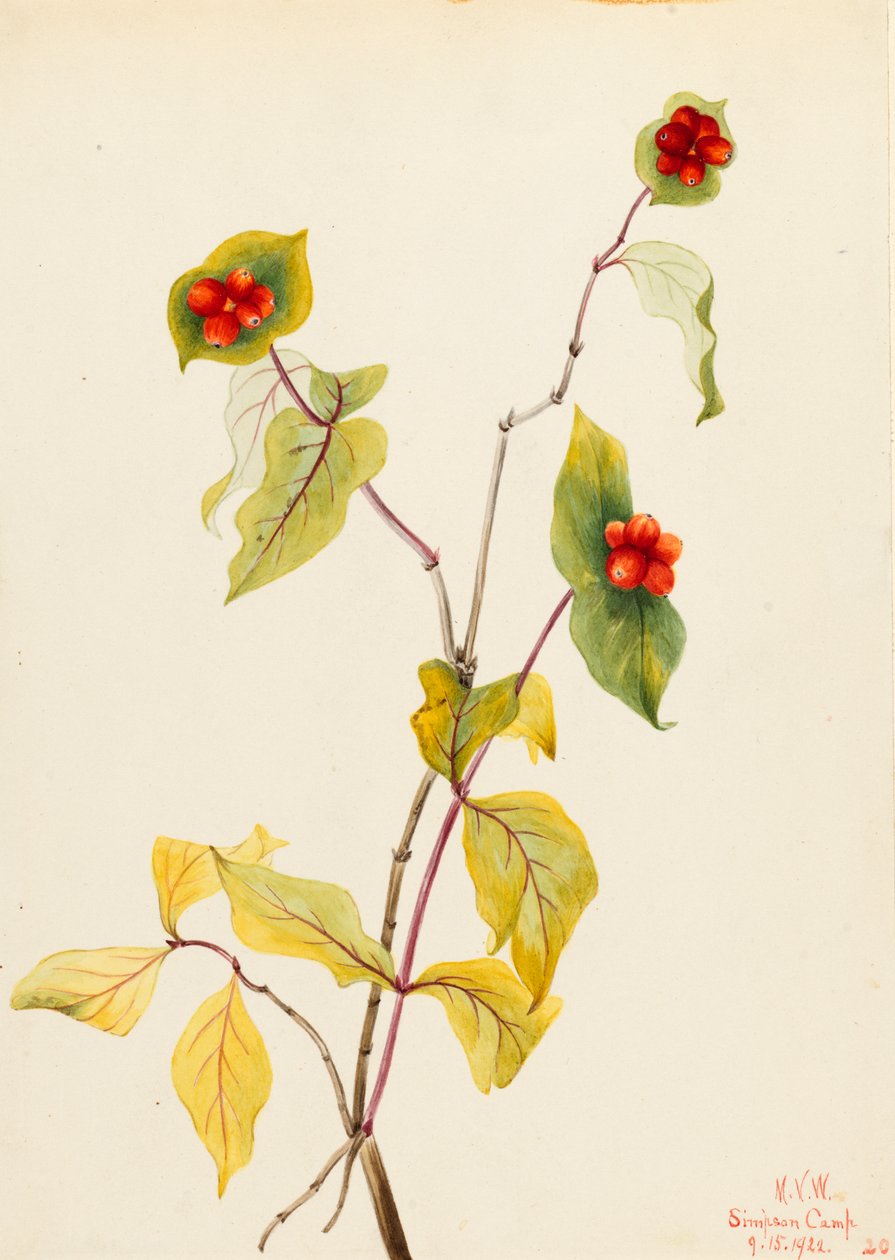 Douglas Wiciokrzew Lonicera glaucescens, 1922. autorstwa Mary Vaux Walcott