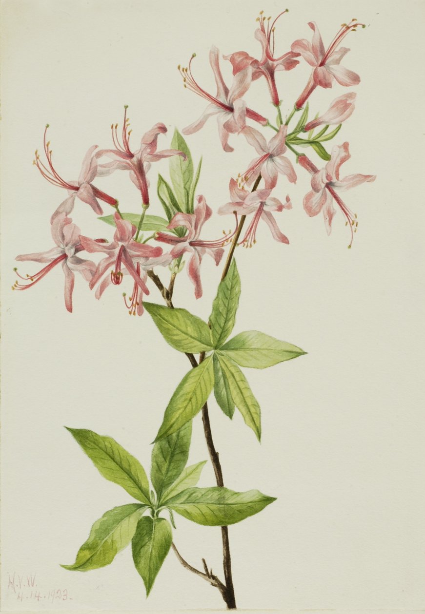 Różanecznik puchaty (Azalea rosea) autorstwa Mary Vaux Walcott