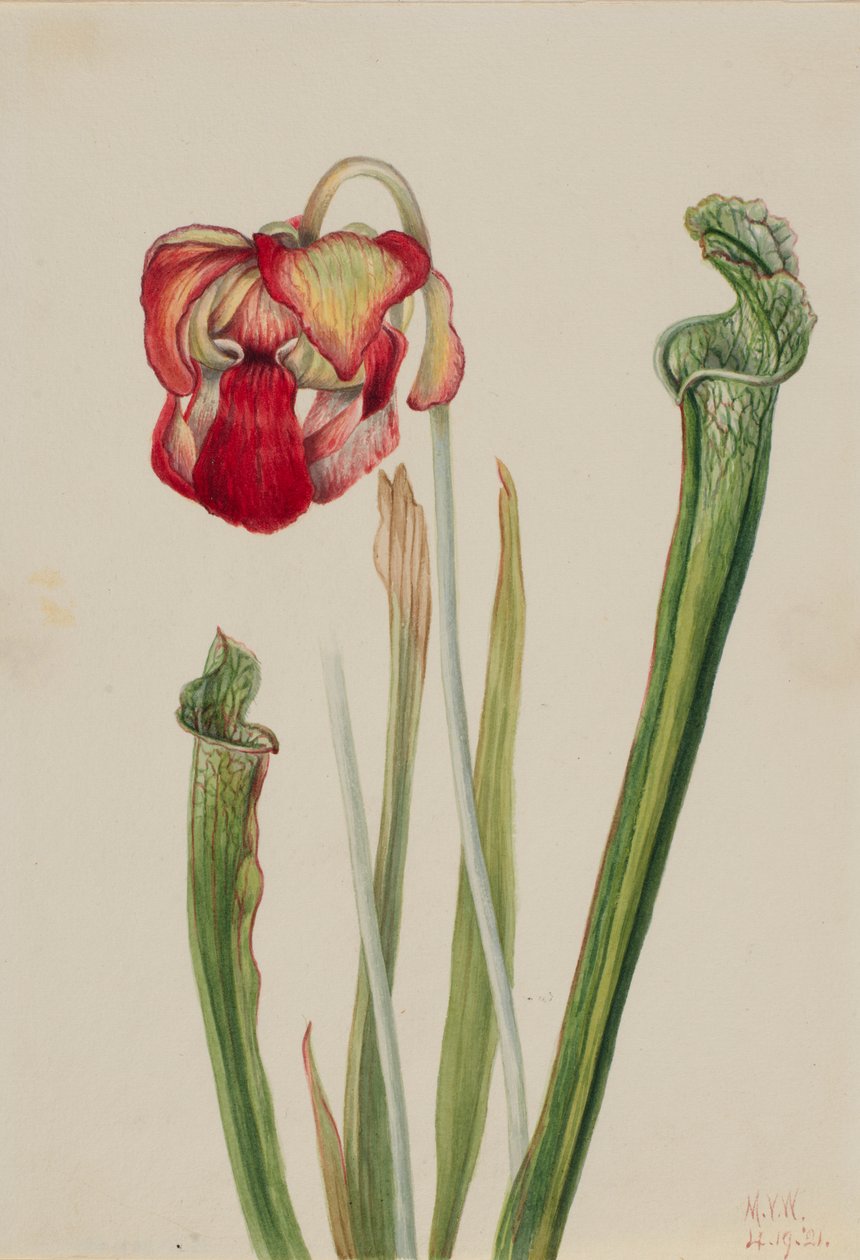 Dzbanecznik Drummonda (Sarracenia drummondii) autorstwa Mary Vaux Walcott