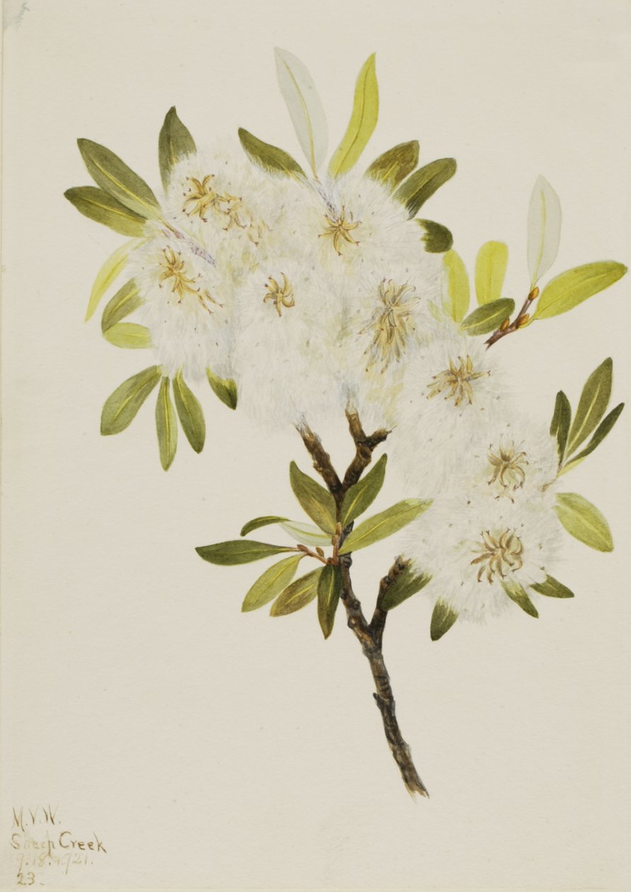 Drummond Willow Salix drummondiana, 1921. autorstwa Mary Vaux Walcott