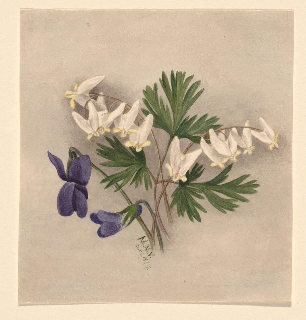 Bryczesy holenderskie (Bikukulla cucullaria) autorstwa Mary Vaux Walcott