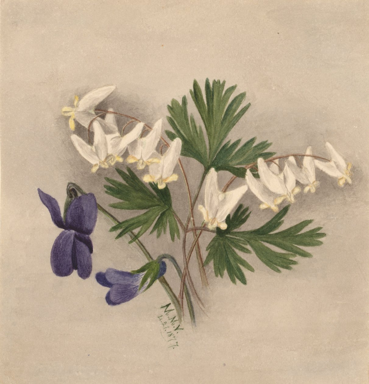 Bryczesy Holenderskie Bikullaria, autorstwa Mary Vaux Walcott
