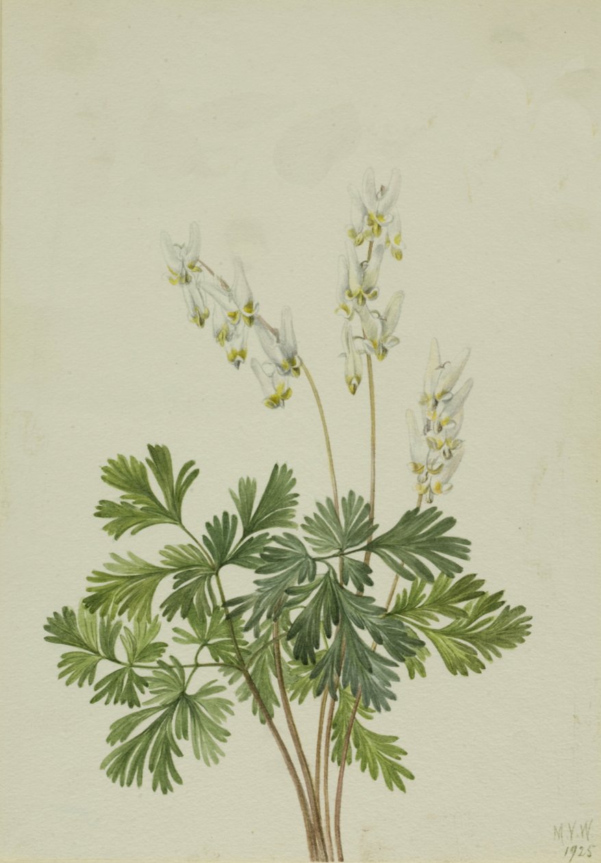 Bryczesy Holenderskie, autorstwa Mary Vaux Walcott