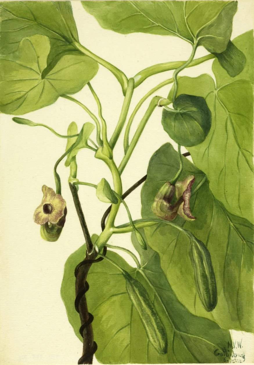 Fajka Holendra autorstwa Mary Vaux Walcott