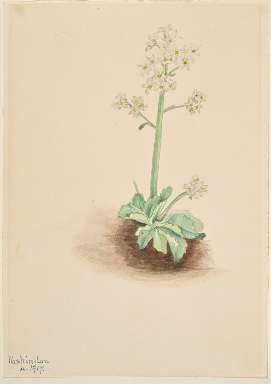 Skalnica wczesna (Saxifraga virginiensis) autorstwa Mary Vaux Walcott