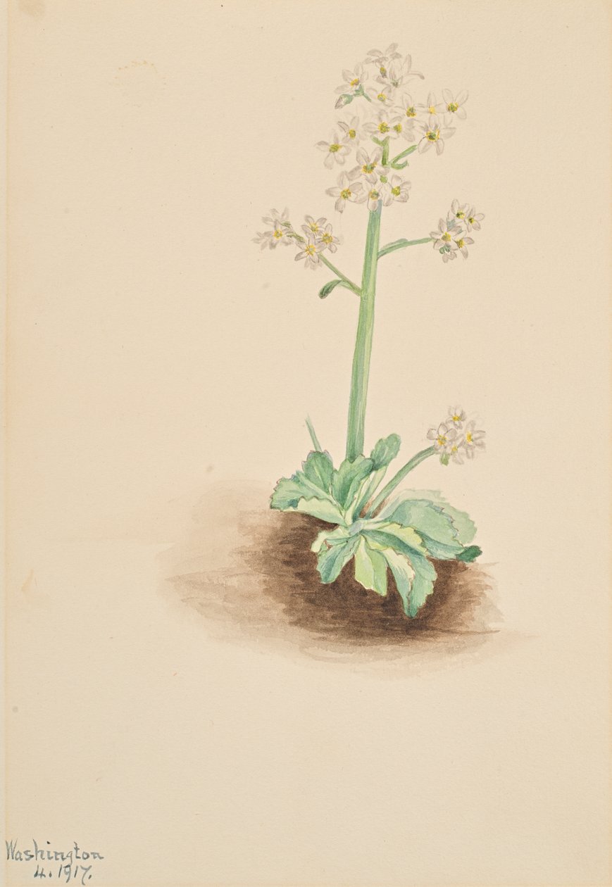 Wczesny Saxifrage Saxifraga virginiensis, 1917. autorstwa Mary Vaux Walcott
