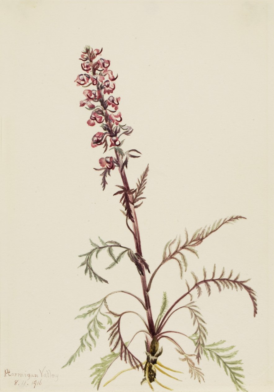Głowa słonia (Pedicularis groenlandica) autorstwa Mary Vaux Walcott