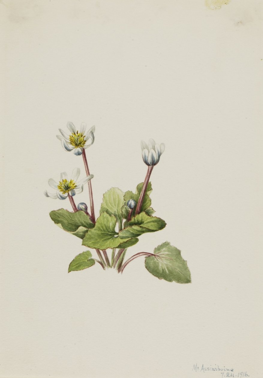 Elkslip (Caltha leptosepala) autorstwa Mary Vaux Walcott