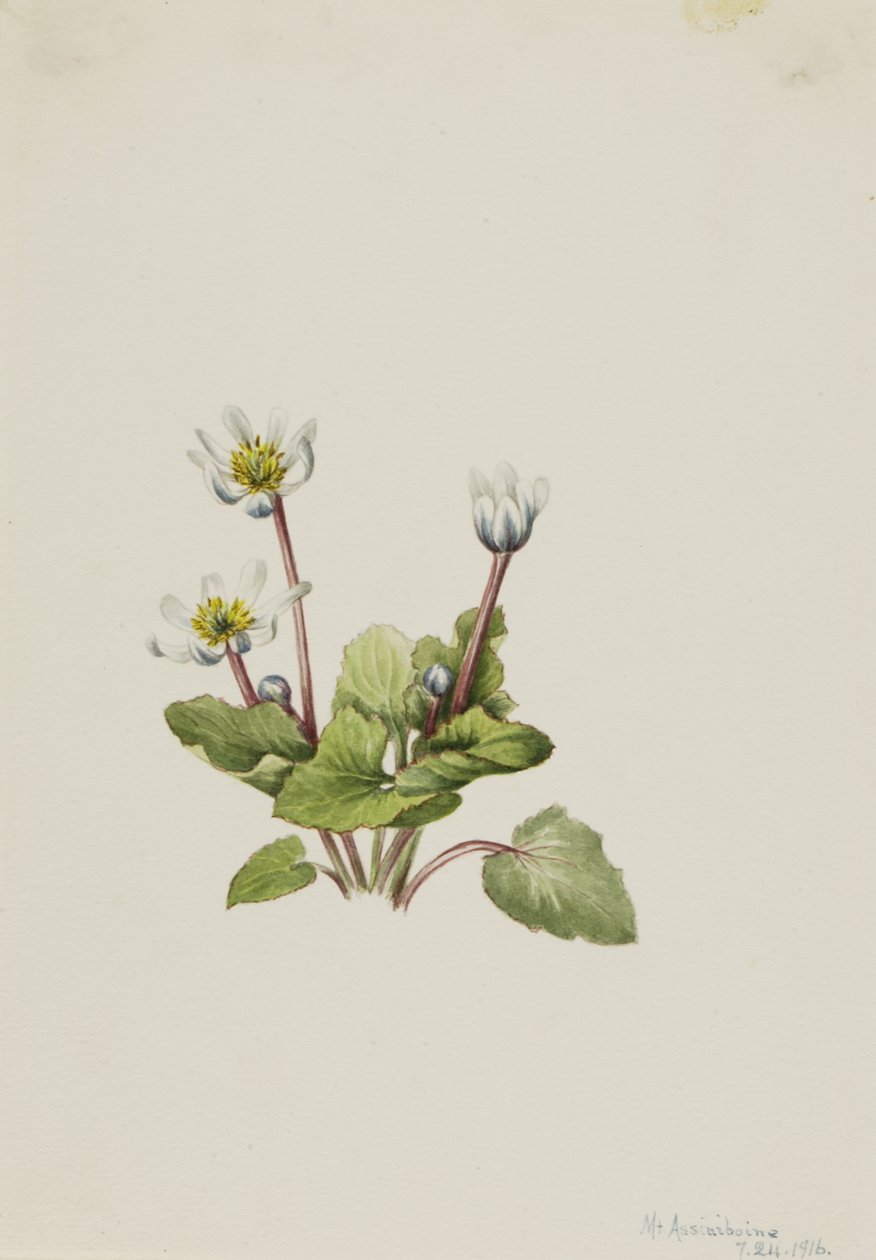 Elkslip Caltha leptosepala, 1916. autorstwa Mary Vaux Walcott