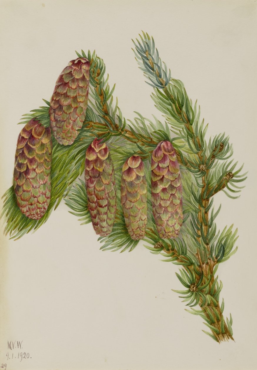 Świerk Engelmanna (Picea engelmanni) autorstwa Mary Vaux Walcott