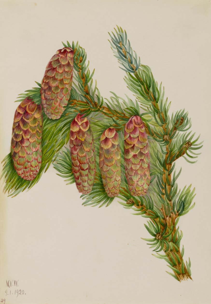 Świerk Engelmanna Picea engelmanni, 1920. autorstwa Mary Vaux Walcott