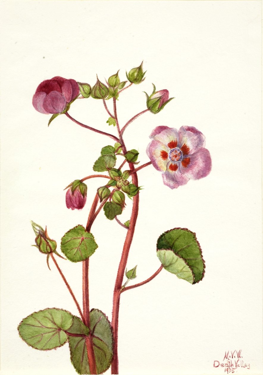 Eremalche rotundifolia, 1935. autorstwa Mary Vaux Walcott