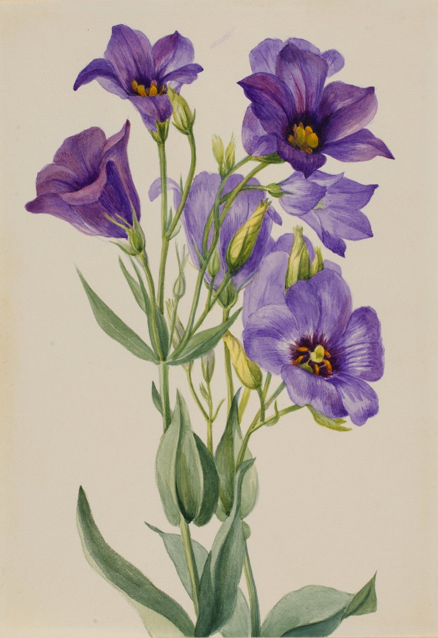 Eustoma russelianum autorstwa Mary Vaux Walcott