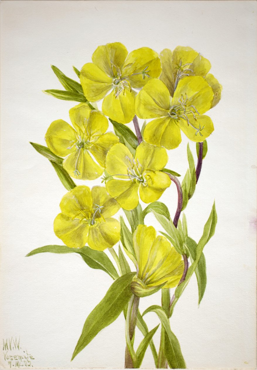Wiesiołek (Oenothera) autorstwa Mary Vaux Walcott
