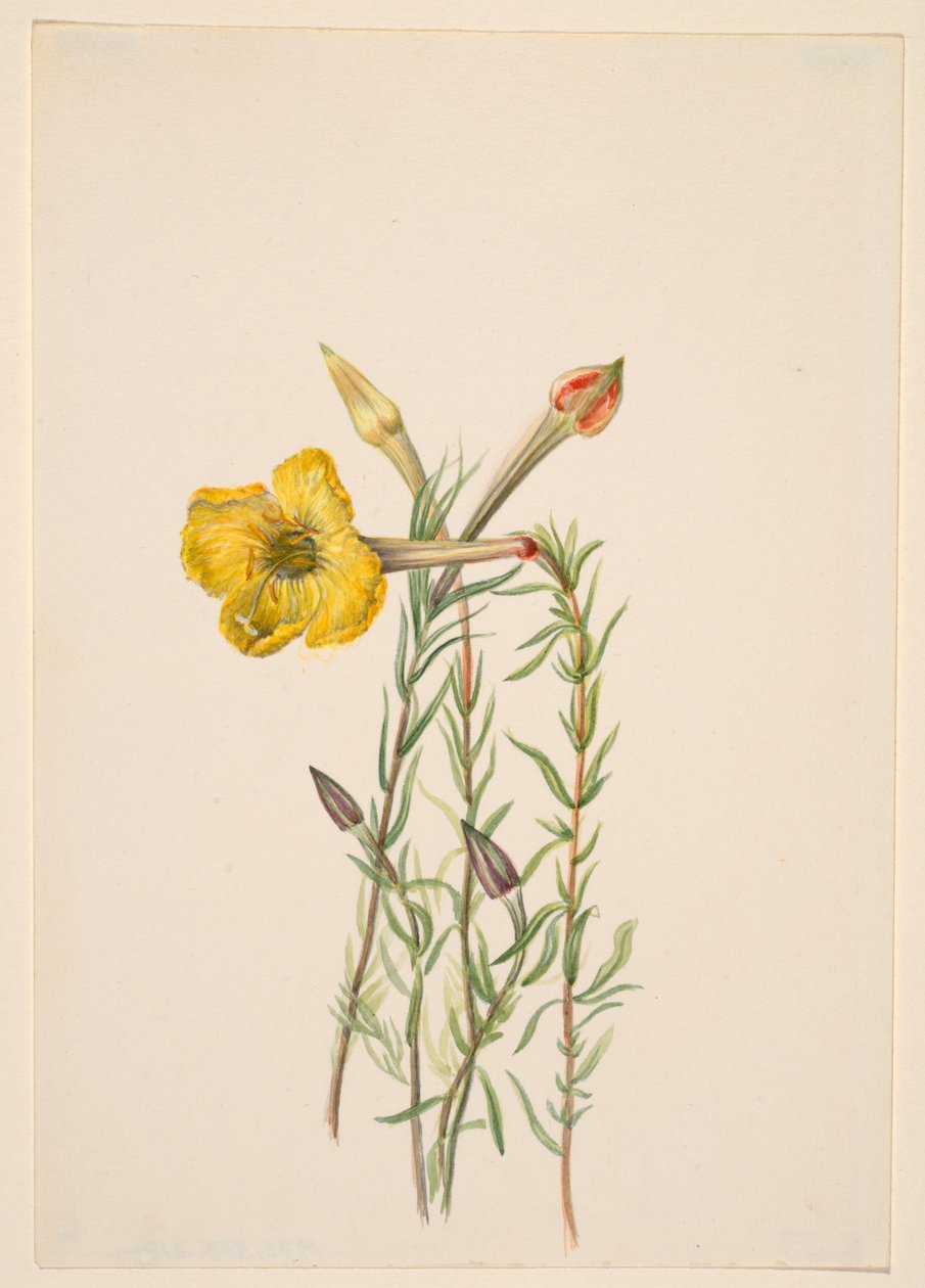 Wiesiołek (Oenothera lavandalaefolia) autorstwa Mary Vaux Walcott