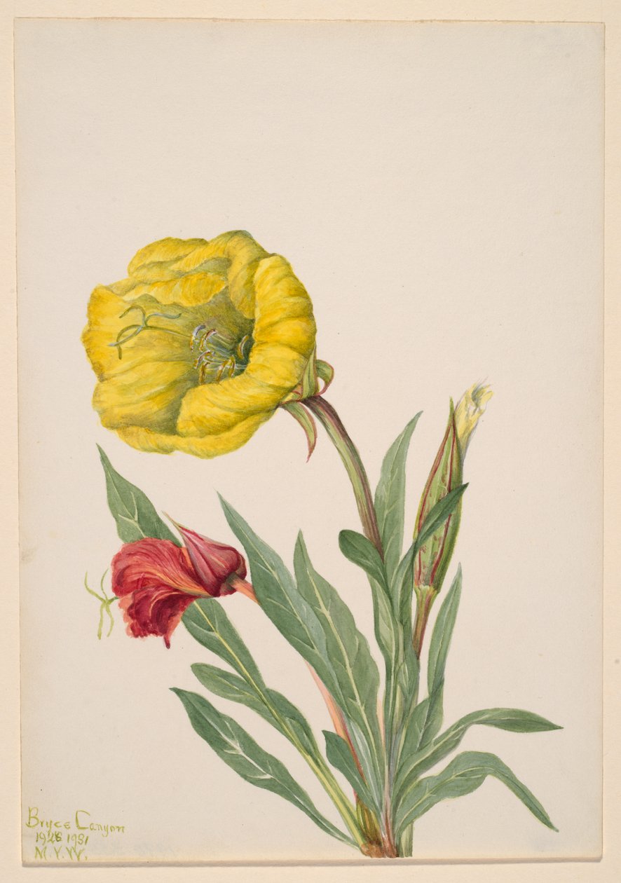 Wiesiołek Oenothera howardi, 1928-1931. autorstwa Mary Vaux Walcott