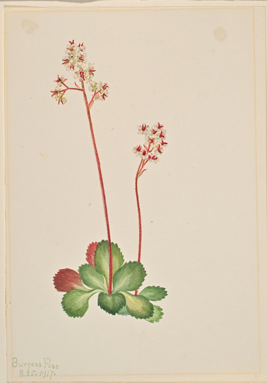 Skalnica zimozielona (Leptarrhena pyrolifolia) autorstwa Mary Vaux Walcott