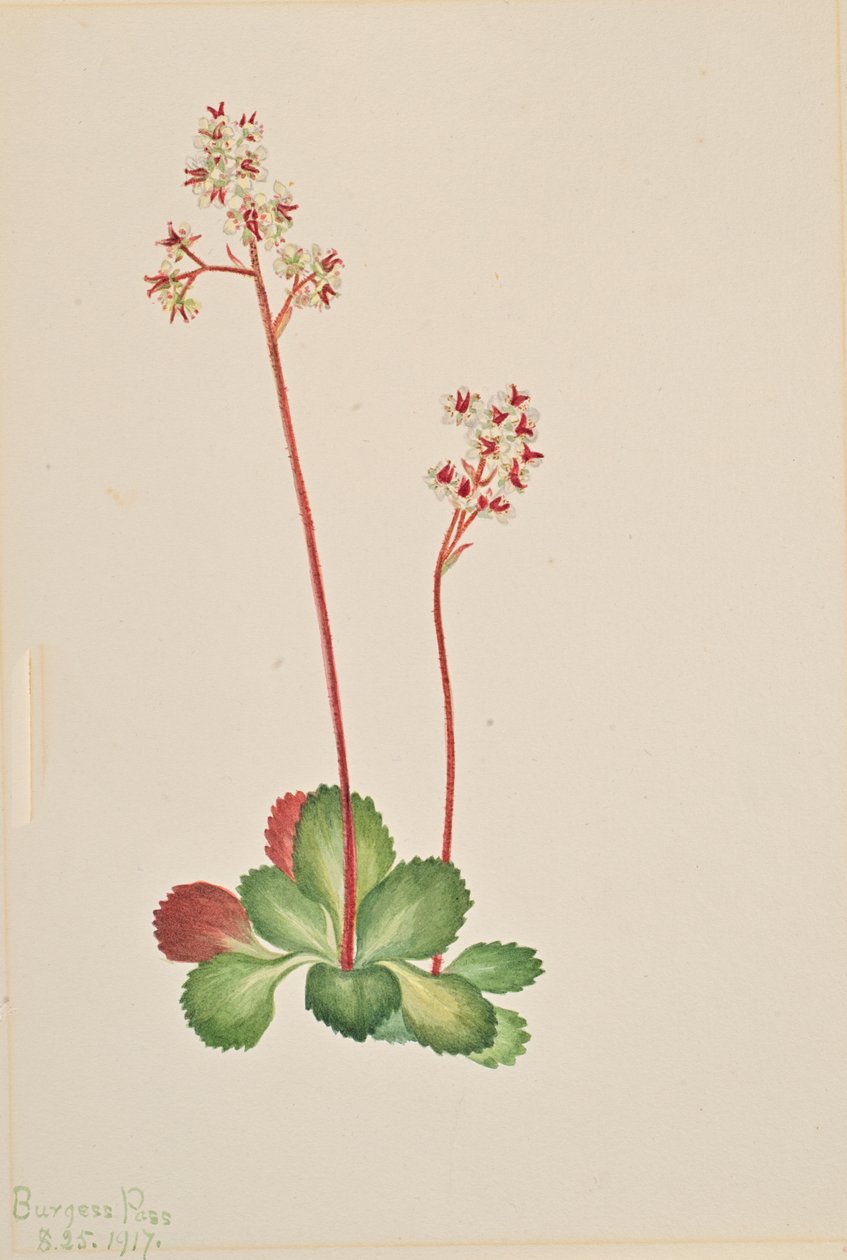 Skalnica zimozielona Leptarrhena pyrolifolia, 1917. autorstwa Mary Vaux Walcott