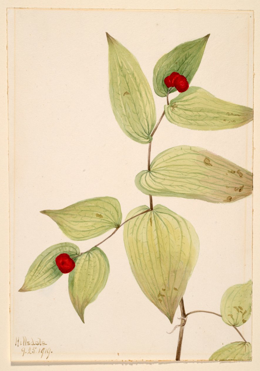 Dzwonki (Disporum trachycarpum) autorstwa Mary Vaux Walcott