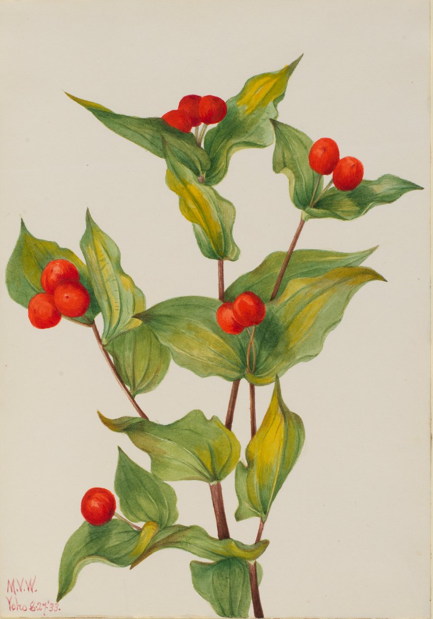Wróżki z dzwoneczkami Dissporum hookeri, 1933. autorstwa Mary Vaux Walcott