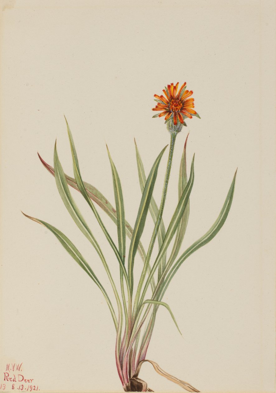 Fałszywy mniszek lekarski Agoseris aurantiaca, 1921. autorstwa Mary Vaux Walcott
