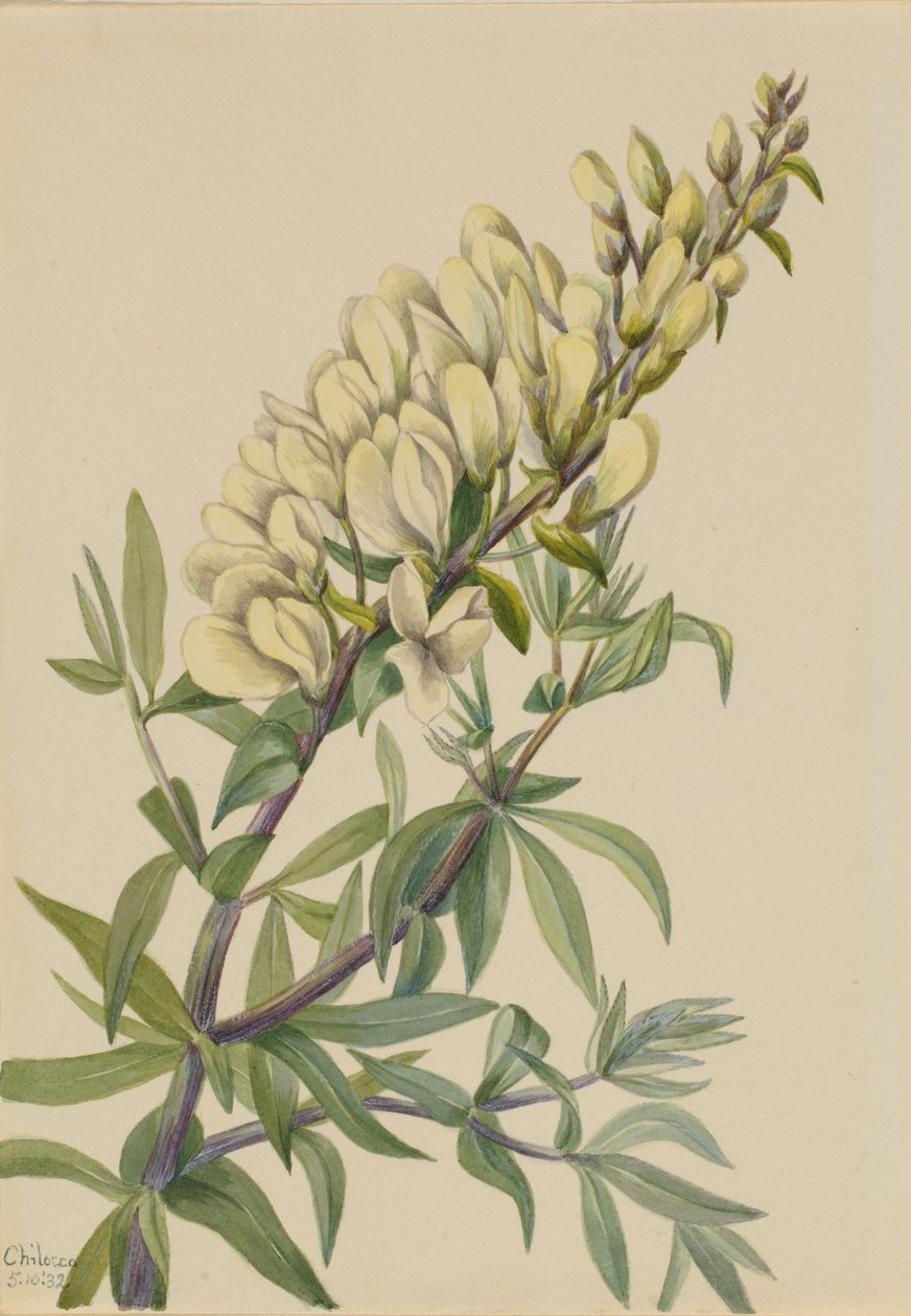 Fałszywe indygo (Baptista bructeata) autorstwa Mary Vaux Walcott