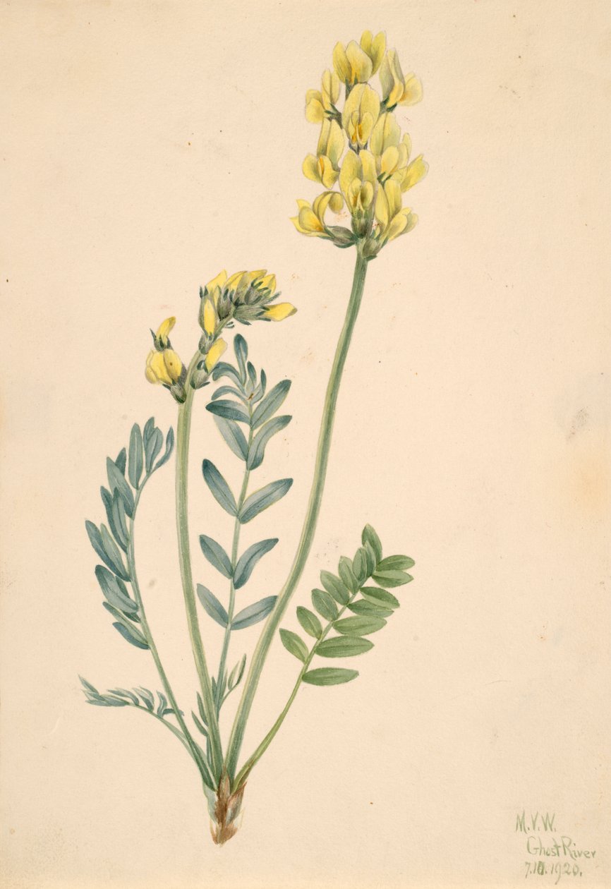 Fałszywa Locoweed Oxytropia gracilis, 1920. autorstwa Mary Vaux Walcott
