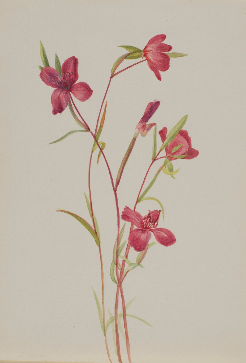 Pożegnanie wiosny (Godetia amoena lilja) autorstwa Mary Vaux Walcott