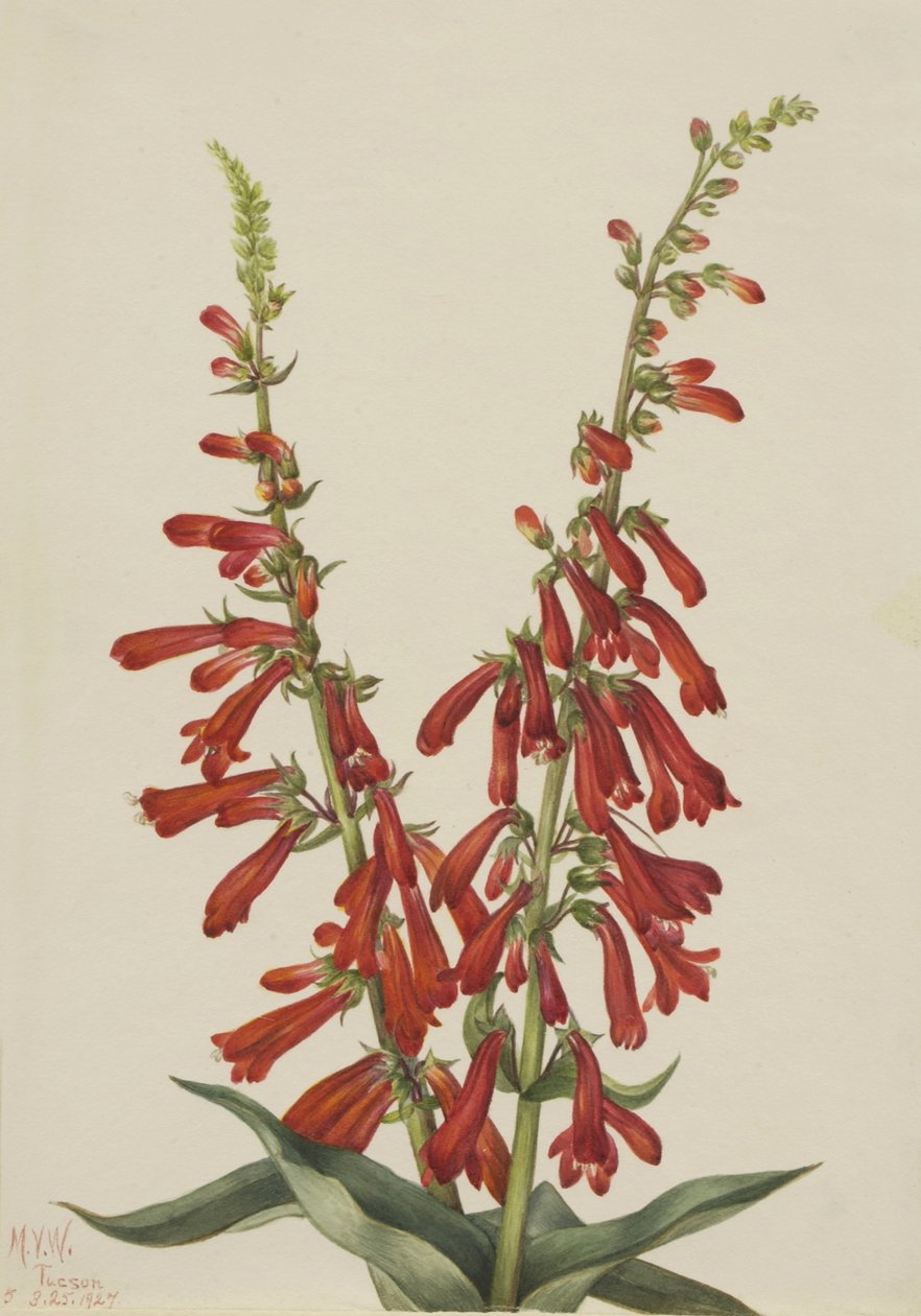 Pentstemon ognisty (Pentstemon eatonii) autorstwa Mary Vaux Walcott