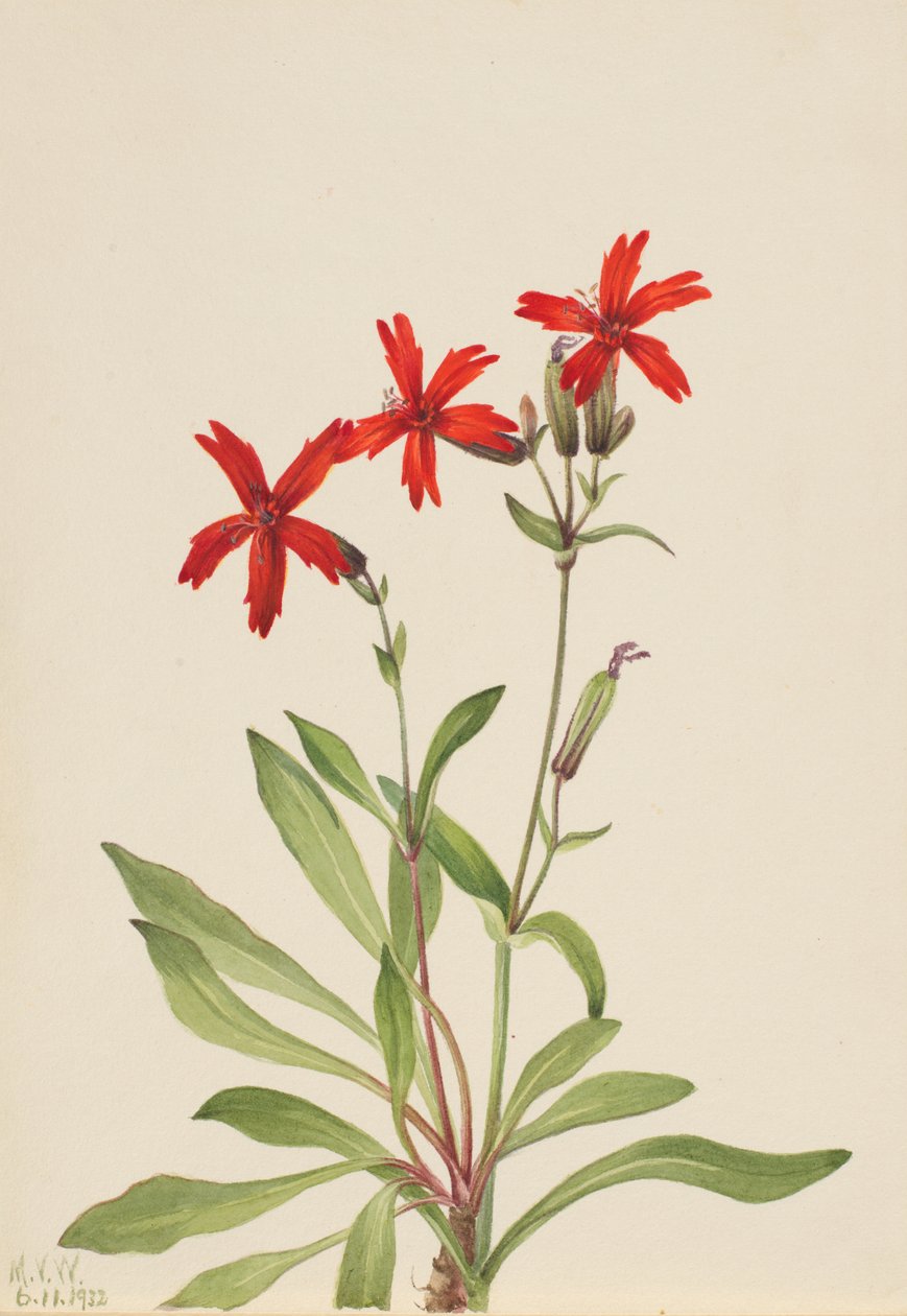 Ognisty róż (Silene virginica) autorstwa Mary Vaux Walcott