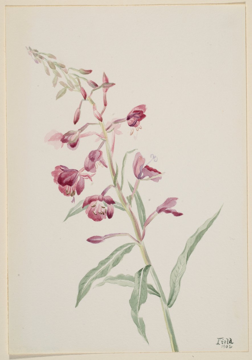 Chwastnica zwyczajna (Epilobium angustifolium) autorstwa Mary Vaux Walcott