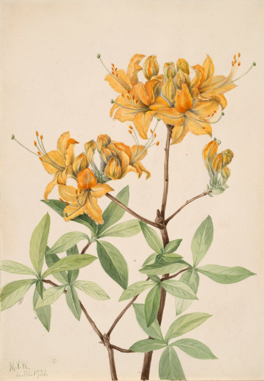 Płomienna Azalia Azalia lutea, 1921. autorstwa Mary Vaux Walcott