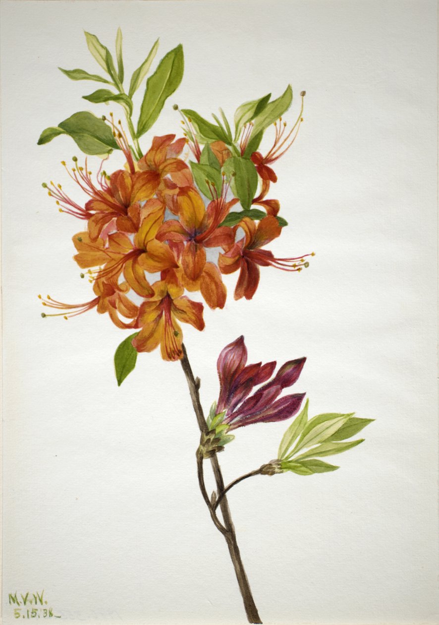 Różanecznik ognisty azalia speciosum, 1938. autorstwa Mary Vaux Walcott