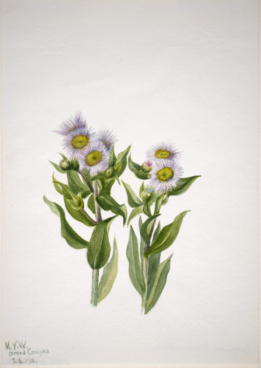Pachnotka zwyczajna (Erigeron macranthus) autorstwa Mary Vaux Walcott