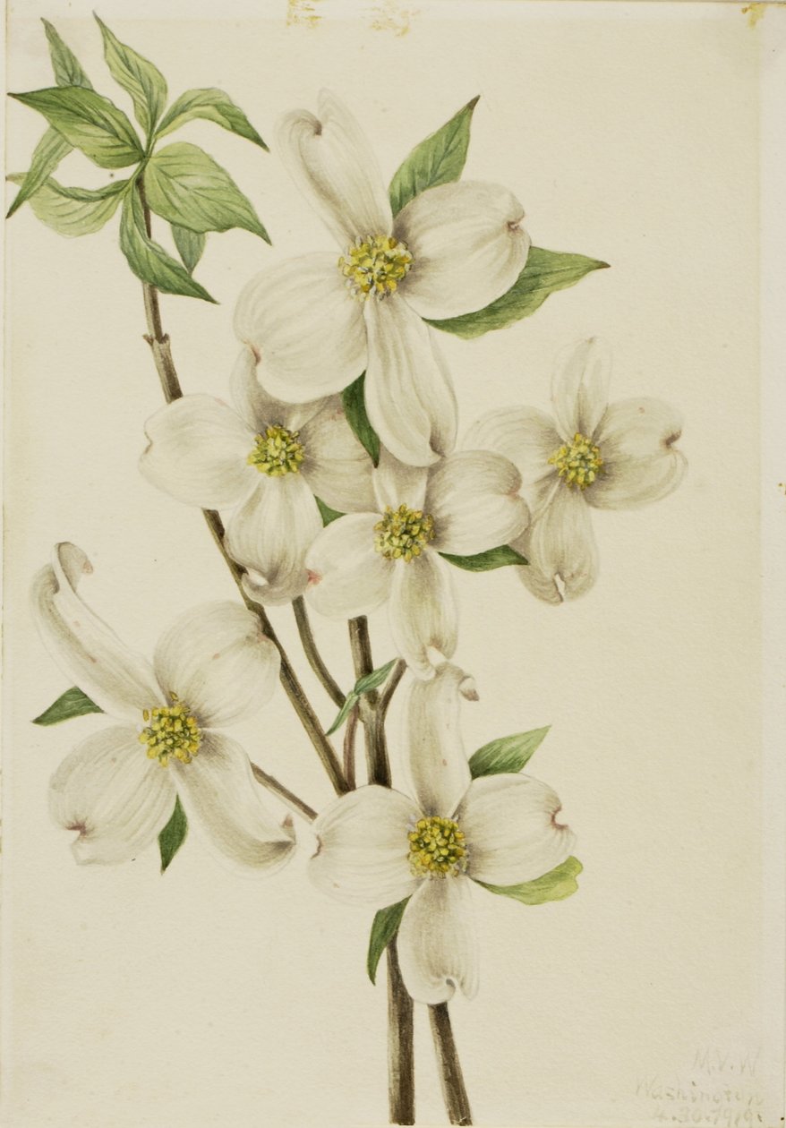 Kwitnący dereń (Cornus florida) autorstwa Mary Vaux Walcott