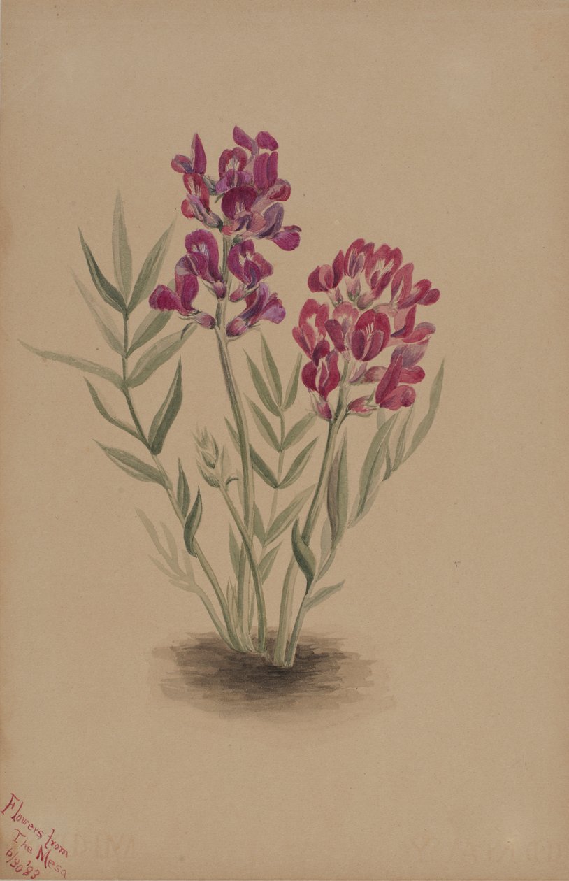 Kwiaty z Mesa autorstwa Mary Vaux Walcott