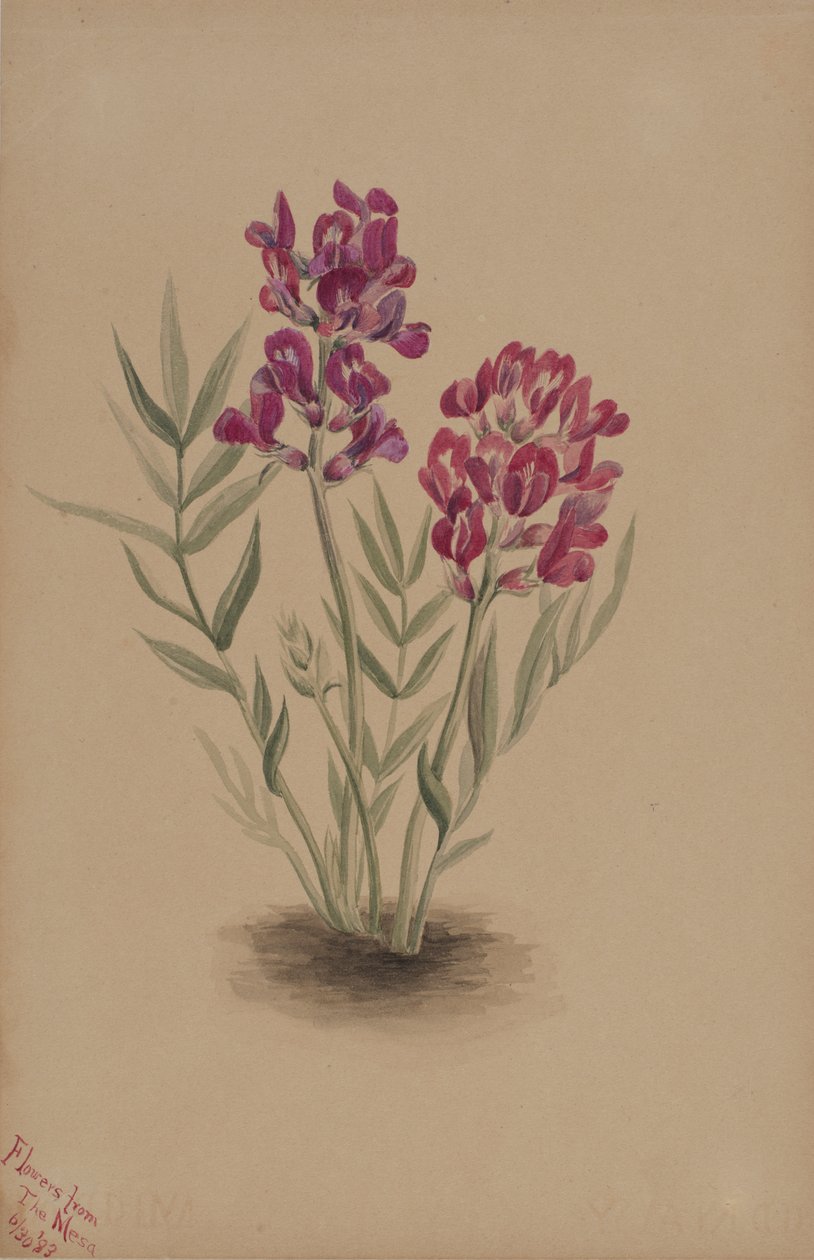Kwiaty z Mesy, 1883. autorstwa Mary Vaux Walcott