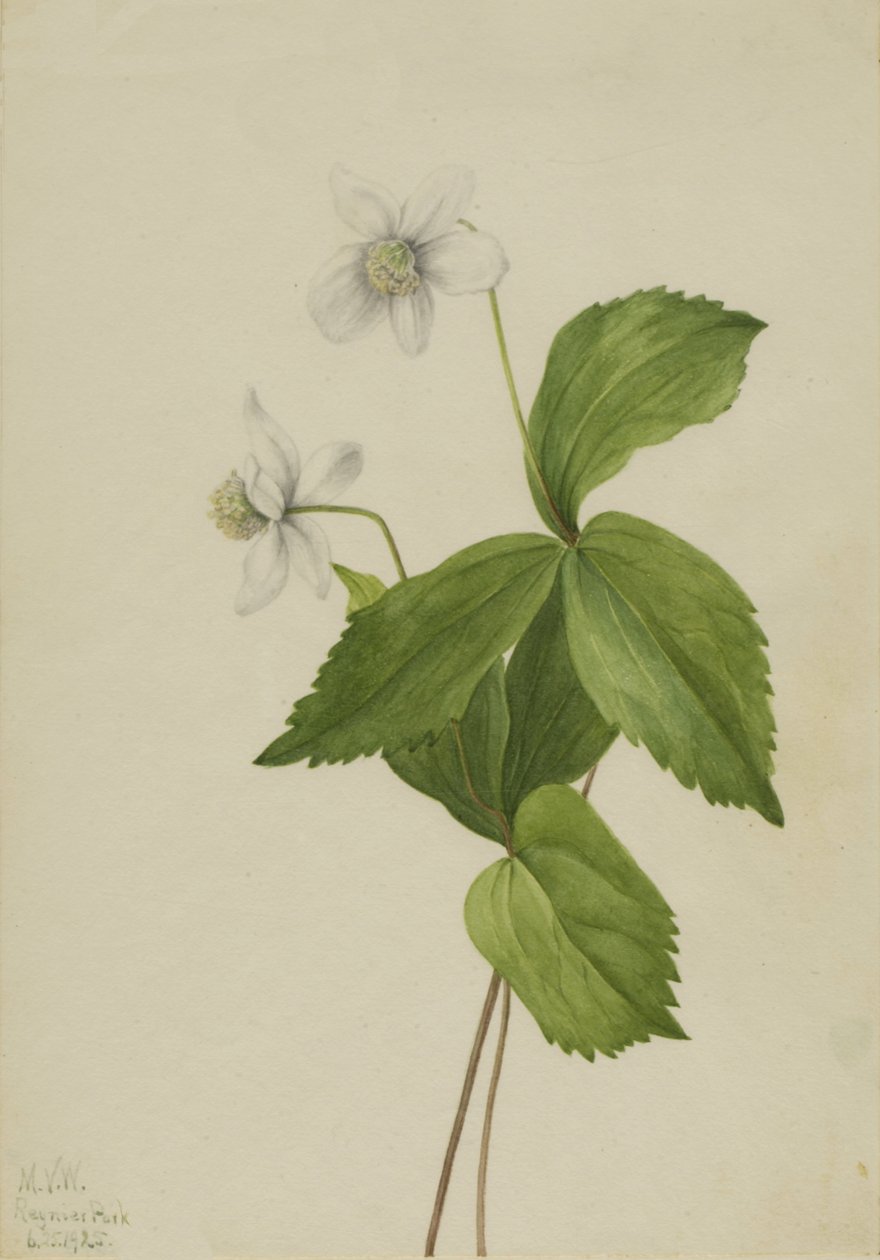 Ukwiał leśny Zawilec deltoidea, 1925. autorstwa Mary Vaux Walcott
