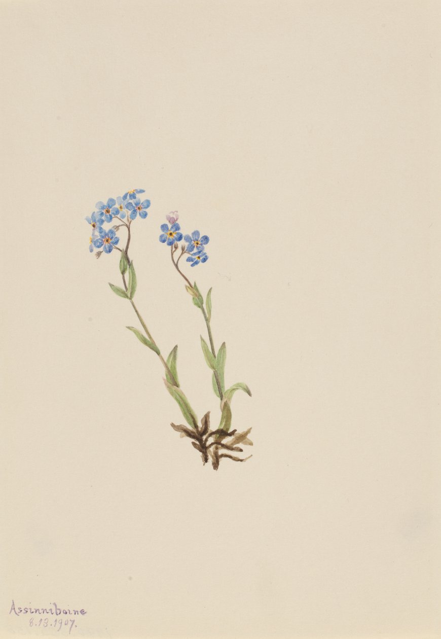Niezapominajka Myosotis alpestris, 1907. autorstwa Mary Vaux Walcott