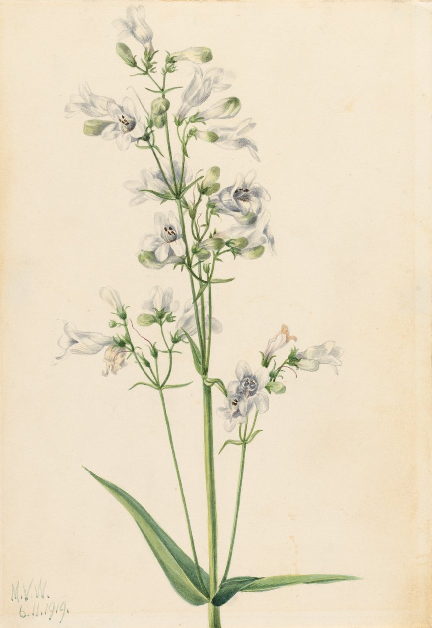 Foxglove Penstemon Penstemon digitalis, 1919. autorstwa Mary Vaux Walcott
