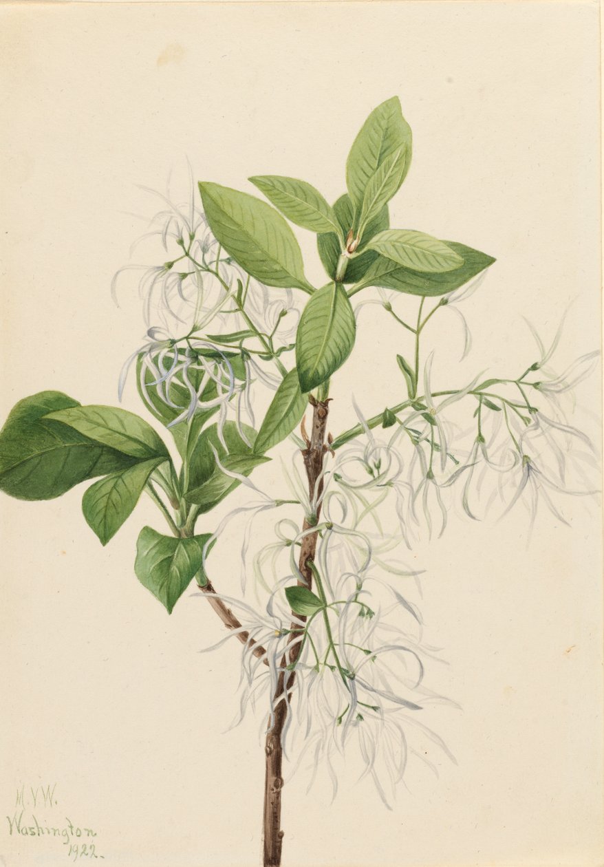 Drzewo Frędzlowe Chionanthus virginica, 1922. autorstwa Mary Vaux Walcott