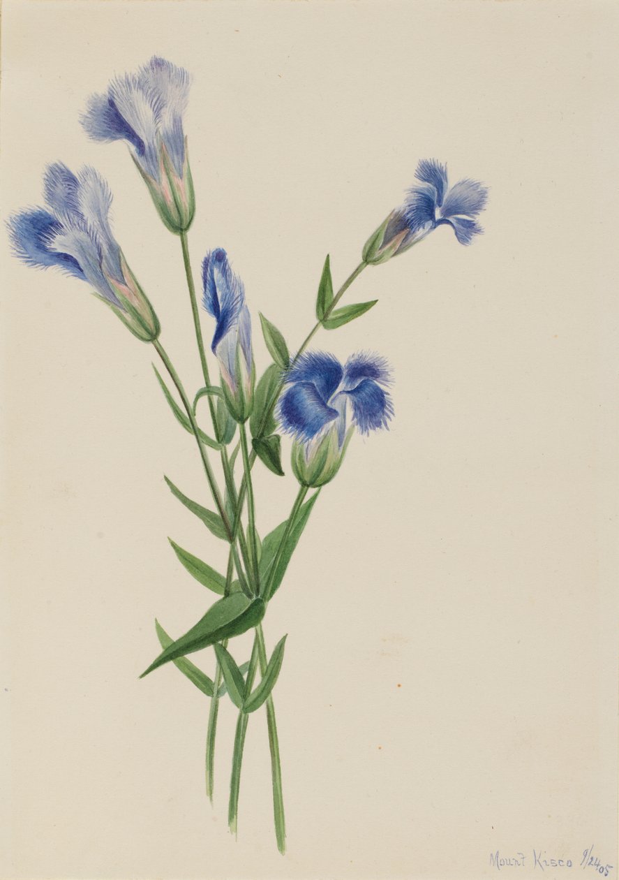 Goryczka frędzelkowata (Gentiana crinita) autorstwa Mary Vaux Walcott