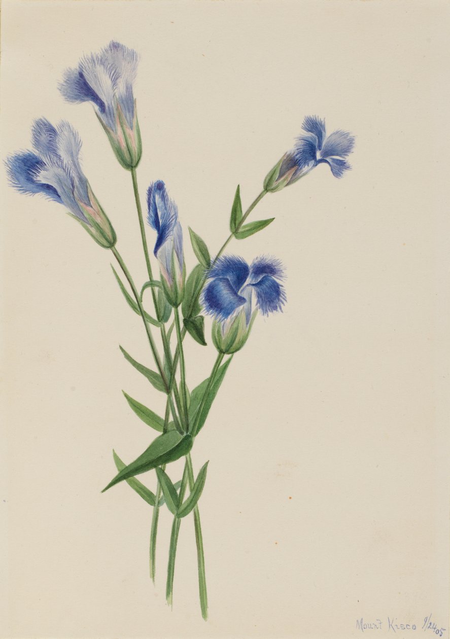 Gentiana crinita z frędzlami, 1905. autorstwa Mary Vaux Walcott