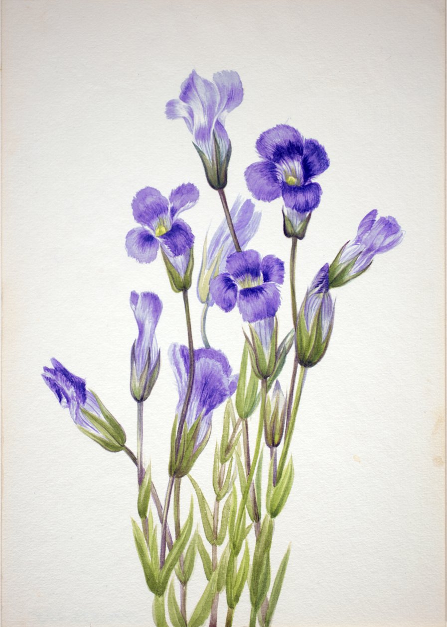 Gentiana elegana z frędzlami, 1933. autorstwa Mary Vaux Walcott