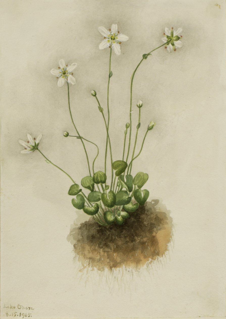 Parnassia frędzelkowata (Parnassia fimbriata) autorstwa Mary Vaux Walcott