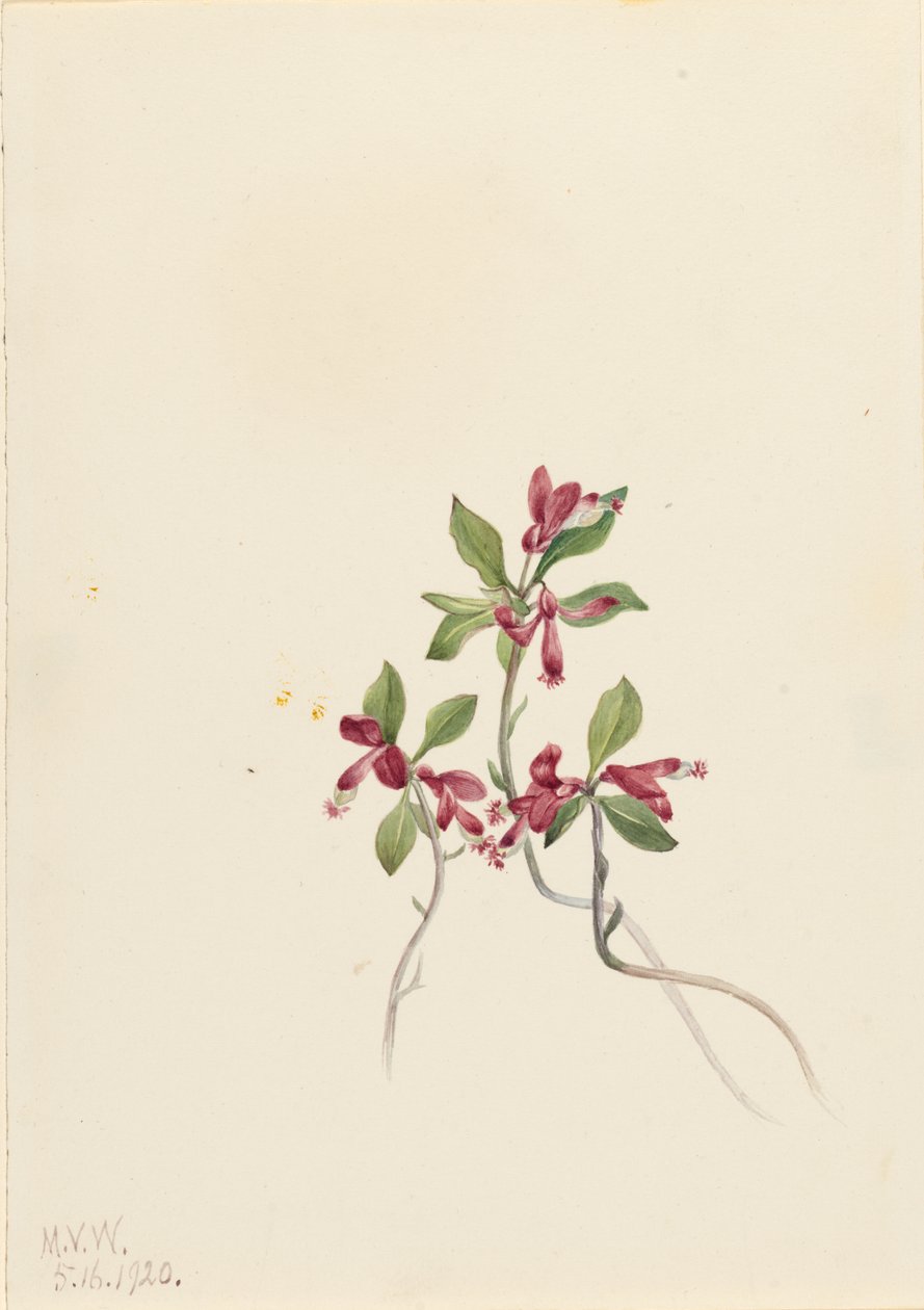 Polygala frędzelkowata (Polygala paucifolia) autorstwa Mary Vaux Walcott