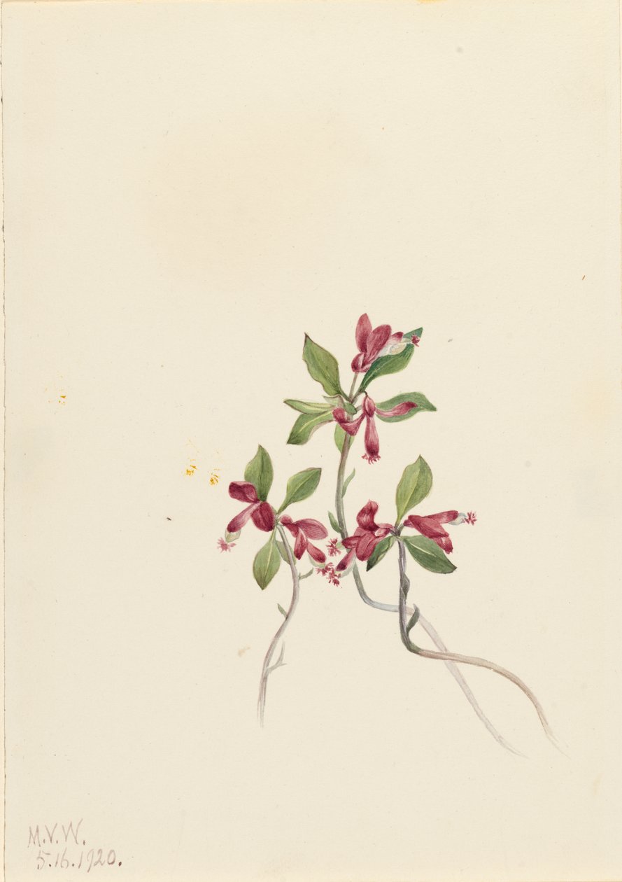 Polygala Polygala paucifolia z frędzlami, 1920. autorstwa Mary Vaux Walcott