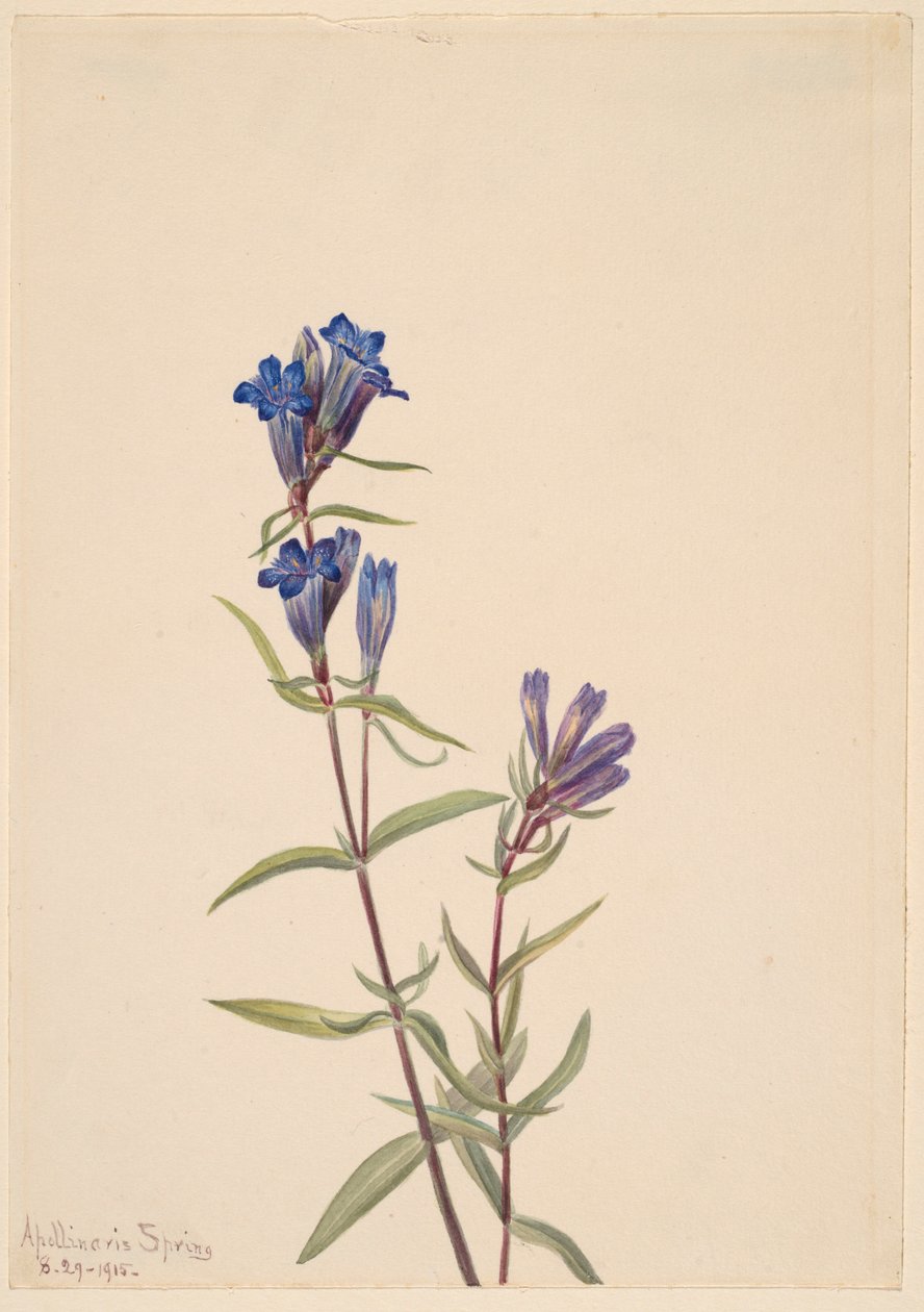 Goryczka (Gentiana affinis) autorstwa Mary Vaux Walcott