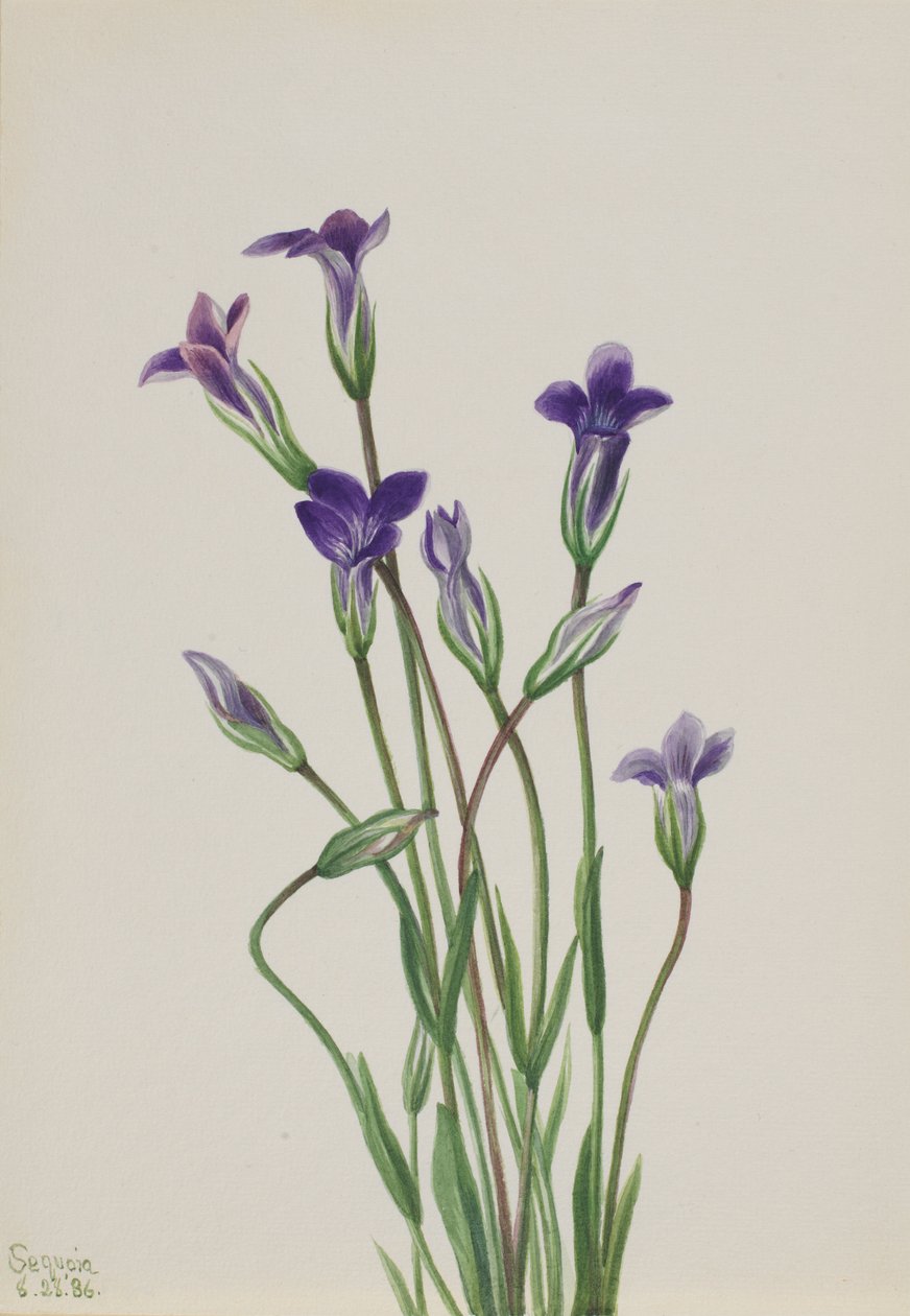 Goryczka (Gentiana holopetala) autorstwa Mary Vaux Walcott