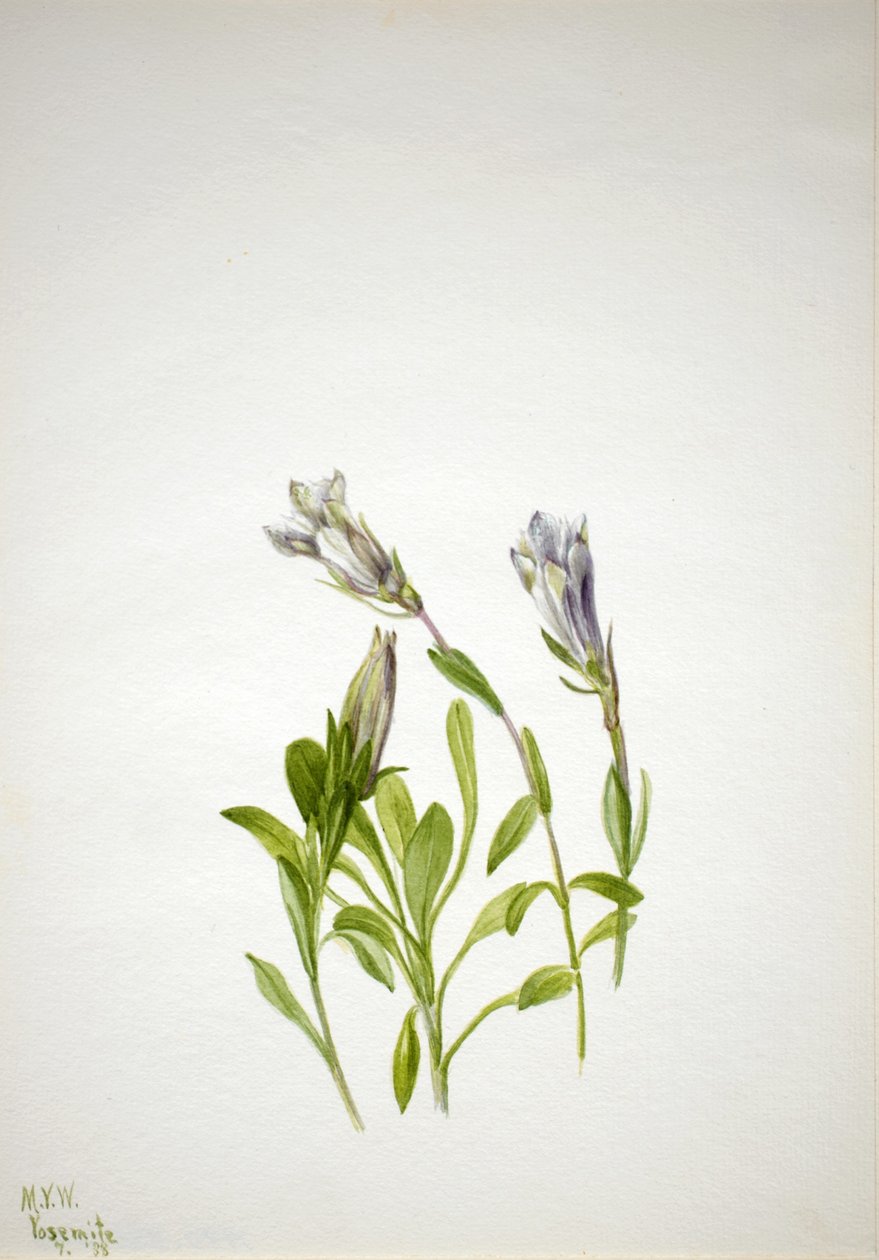 Goryczka (Gentiana newberri) autorstwa Mary Vaux Walcott